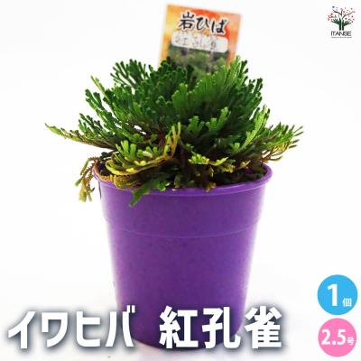 イワヒバのおすすめ人気商品一覧 通販 - Yahoo!ショッピング