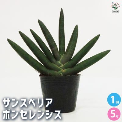 シ*ン様 S5182★オークション販売★ サンスベリア スノー　ホワイト 超高級 S5182☆オークション販売☆ サンスベリア スノー ホワイト 超