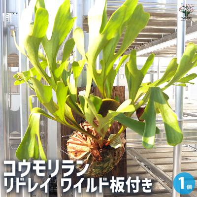 ビカクシダ 板のおすすめ人気ランキングTOP100 - Yahoo!ショッピング