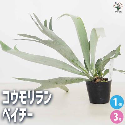 ビカクシダ コロナリウム（花、ガーデニング）のおすすめ人気商品一覧