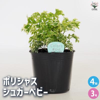 ポリシャス（観葉植物） | 花、ガーデニング のおすすめ人気商品一覧