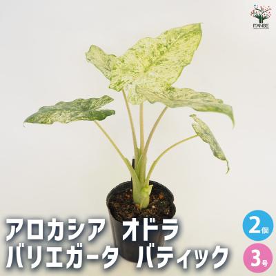 アロカシア オドラ（観葉植物） | 花、ガーデニング の商品一覧 通販