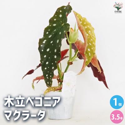 sakoです♪2点セット！ビッグスマイル2鉢 木立ベゴニア10鉢　苗　苗木 ベゴニア 苗のおすすめ人気商品一覧 通販 - Yahoo!ショッピング