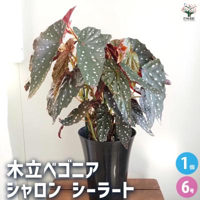 木立 ベゴニアのおすすめ人気商品一覧 通販 - Yahoo!ショッピング