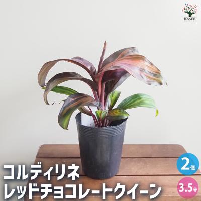 コルディリネのおすすめ人気商品一覧 通販 - Yahoo!ショッピング