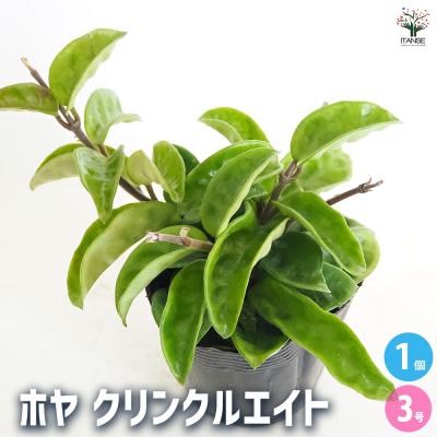 サクララン ホヤ（花、ガーデニング）の商品一覧 通販 - Yahoo
