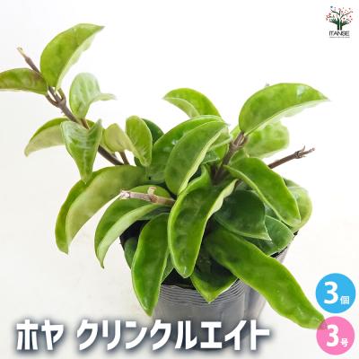 ホヤ 植物のおすすめ人気商品一覧 通販 - Yahoo!ショッピング