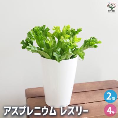 【現品】オオタニワタリ　天然ヘゴ付き　（1） 現品】オオタニワタリ 天然ヘゴ付き （1）