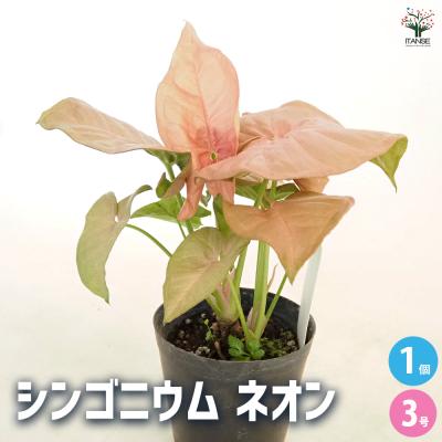シンゴニウム ネオンのおすすめ人気商品一覧 通販 - Yahoo!ショッピング