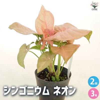 シンゴニウム ネオンのおすすめ人気商品一覧 通販 - Yahoo!ショッピング
