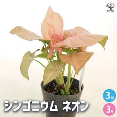 シンゴニウム ネオンのおすすめ人気商品一覧 通販 - Yahoo!ショッピング