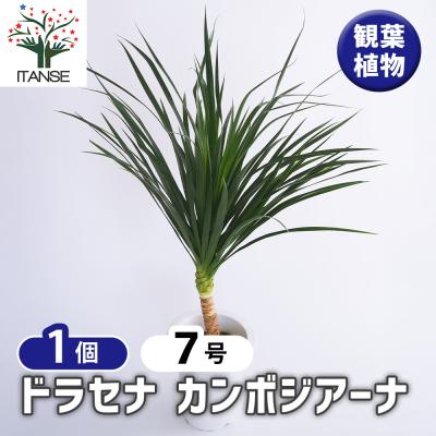 ドラセナ カンボジアーナ（観葉植物） | 花、ガーデニング の商品一覧