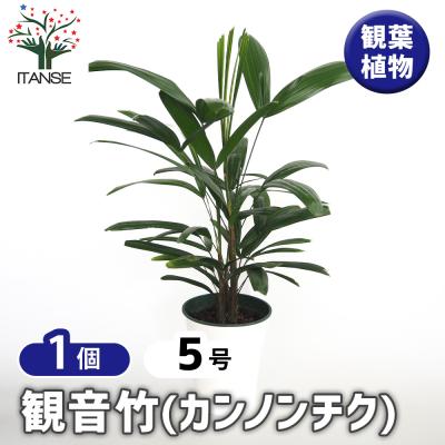 観音竹 品種のおすすめ人気商品一覧 通販 - Yahoo!ショッピング