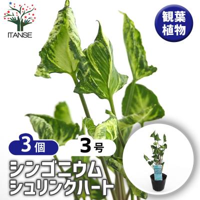 シンゴニウムのおすすめ人気商品一覧 通販 - Yahoo!ショッピング