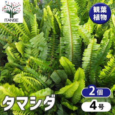 大型シダ植物（観葉植物） | 花、ガーデニング の商品一覧 通販