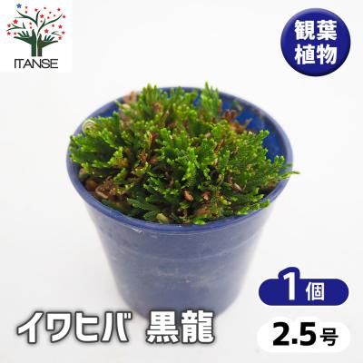 イワヒバのおすすめ人気商品一覧 通販 - Yahoo!ショッピング