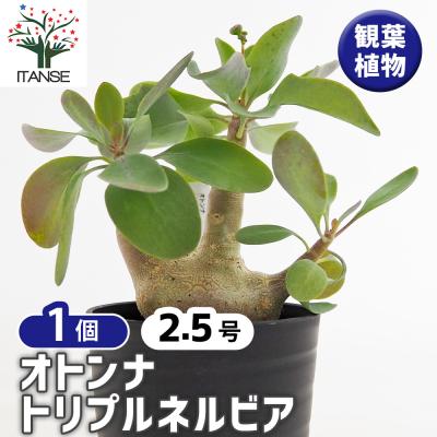 オトンナの商品一覧 通販 - Yahoo!ショッピング