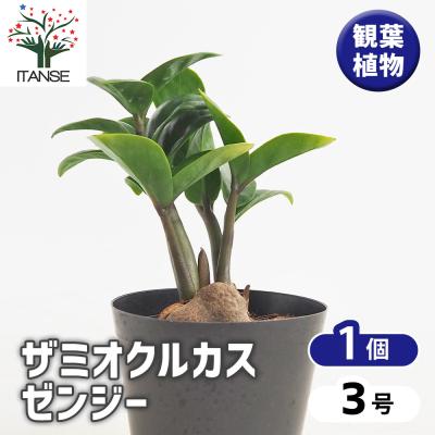 ザミオクルカス 黒（観葉植物） | 花、ガーデニング のおすすめ人気