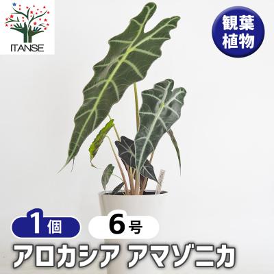 アロカシア芋（花、ガーデニング）の商品一覧 通販 - Yahoo!ショッピング