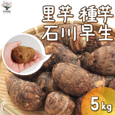 里芋の種子、大量３００粒＋粗品＋全国匿名送料無料です＼(^o^)／ 里芋 種のおすすめ人気商品一覧 通販 - Yahoo!ショッピング