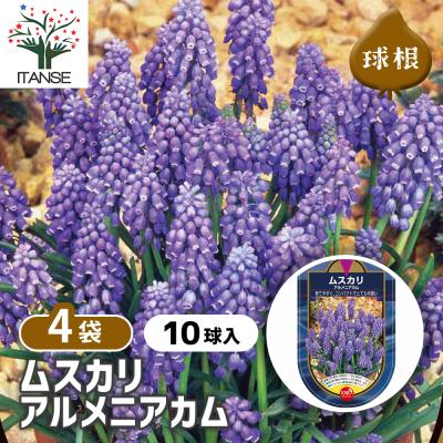 ムスカリ球根のおすすめ人気商品一覧 通販 - Yahoo!ショッピング