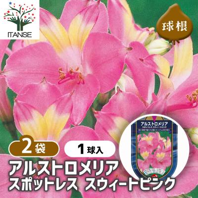 アルストロメリア球根　訳ありセール❣️ qaz436.jpg