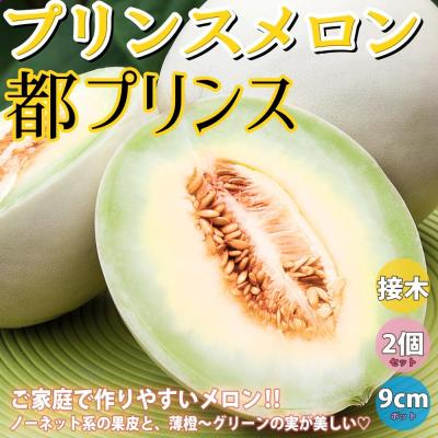 プリンスメロンのおすすめ人気商品一覧 通販 - Yahoo!ショッピング