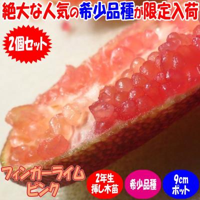 フィンガーライム（苗木、植木） | 花、ガーデニング の商品一覧 通販
