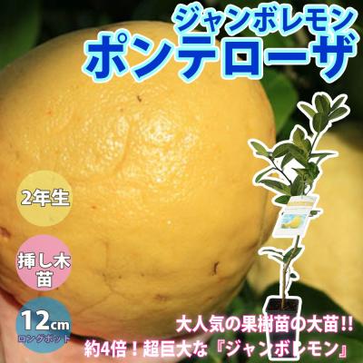 ジャンボレモンの苗木のおすすめ人気商品一覧 通販 - Yahoo!ショッピング