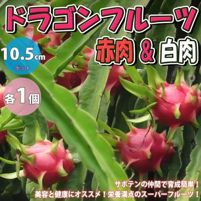 ドラゴンフルーツ苗の商品一覧 通販 - Yahoo!ショッピング