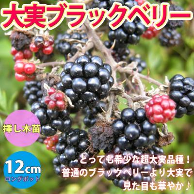ブラックベリーのおすすめ人気商品一覧 通販 - Yahoo!ショッピング