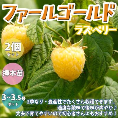 ラズベリー苗の商品一覧 通販 - Yahoo!ショッピング