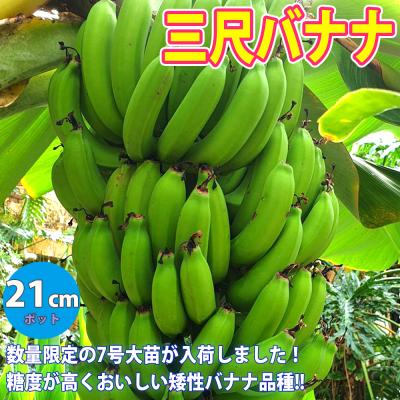 バナナ 苗の商品一覧 通販 - Yahoo!ショッピング