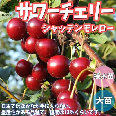 株*P様 果樹　庭木　色々アソート　6ポット ポポー　桃　サワーチェリー サワーグラス（花、ガーデニング）のおすすめ人気商品一覧 通販