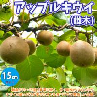 人工授粉用キウイ 花粉 1袋 今季 残りわずかです お早目に E フラワー 通販 Yahoo ショッピング