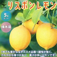 レモン グランドレモン 2年生 接ぎ木苗 6号鉢植え 今だけポイント10倍 4 14 木 お昼頃まで F 147 H6 花と緑の専門店 土っ子倶楽部 通販 Yahoo ショッピング