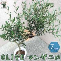 小倉園 オリーブ オヒブランカ 8号鉢 現行品種 Gjolive012 Green Jam Foliageplant 通販 Yahoo ショッピング