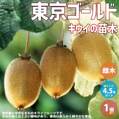 東京ゴールド 苗の商品一覧 通販 - Yahoo!ショッピング
