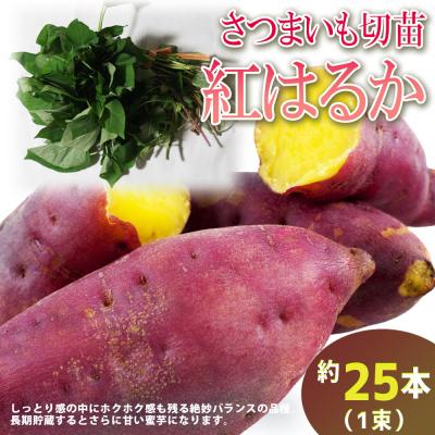 紅はるか 苗のおすすめ人気ランキングTOP100 - Yahoo!ショッピング