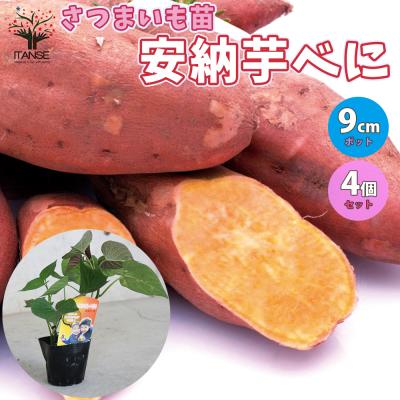 安納こがねのおすすめ人気商品一覧 通販 - Yahoo!ショッピング
