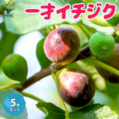 イチジク アーチペルのおすすめ人気商品一覧 通販 - Yahoo!ショッピング