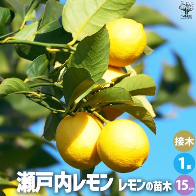 スィートレモン苗木♪ レモンの木 スイートレモン 1年生接木苗 : 苗木部 花ひろば