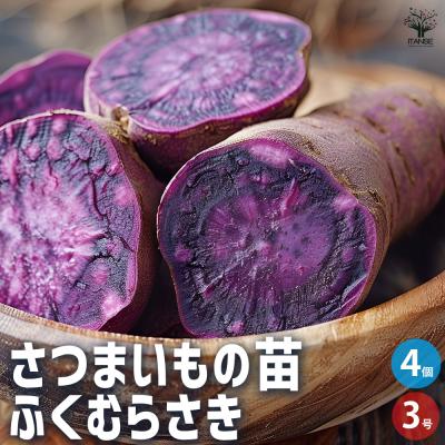 パープルスイートロードのおすすめ人気商品一覧 通販 - Yahoo!ショッピング