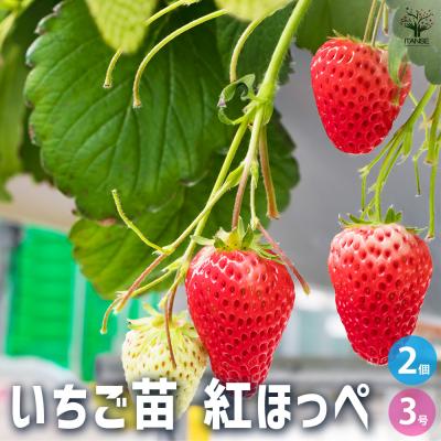 いちご苗　紅ほっぺ苗　30苗セット Amazon.co.jp: 苺の苗 紅ほっぺの苗 3苗 イチゴ苗 9cmポット苗