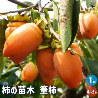 黒柿の苗木のおすすめ人気商品一覧 通販 - Yahoo!ショッピング