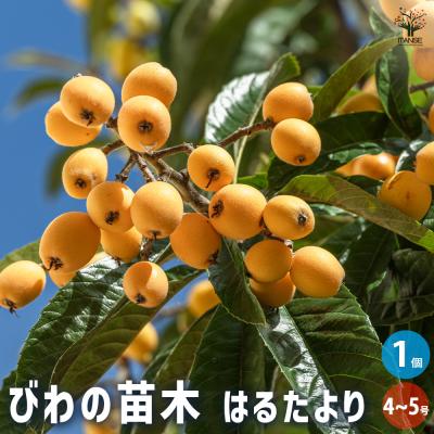 びわ 苗木の商品一覧 通販 - Yahoo!ショッピング