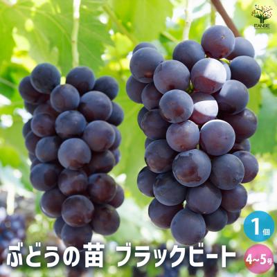 ブラックビートのおすすめ人気ランキングTOP100 - Yahoo!ショッピング