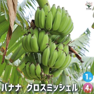バナナ 苗 耐寒性のおすすめ人気商品一覧 通販 - Yahoo!ショッピング