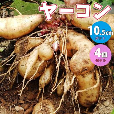 ヤーコン 種芋のおすすめ人気商品一覧 通販 - Yahoo!ショッピング
