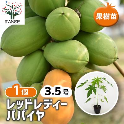 パパイヤ苗の商品一覧 通販 - Yahoo!ショッピング